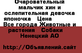 Очаровательный мальчик хин и ослепительная девочка японочка › Цена ­ 16 000 - Все города Животные и растения » Собаки   . Ненецкий АО